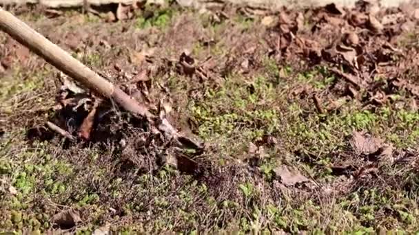 掻き集める古い乾燥した芝生から葉 — ストック動画