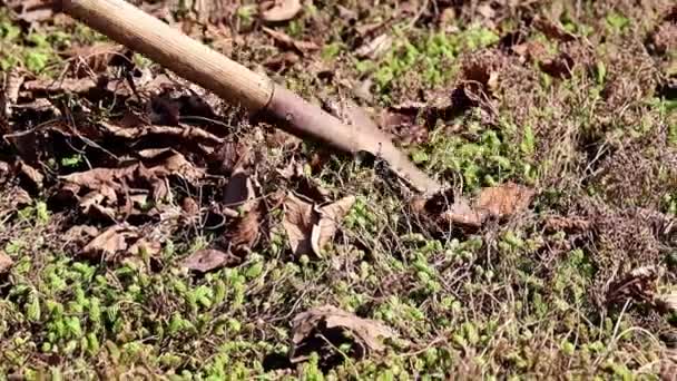 Raking Velhas Folhas Secas Gramado — Vídeo de Stock