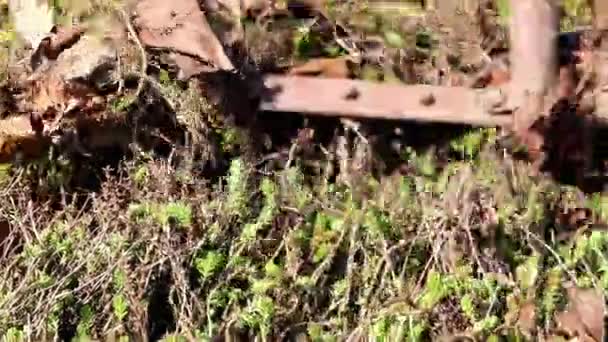 Ratisser Les Vieilles Feuilles Sèches Pelouse — Video