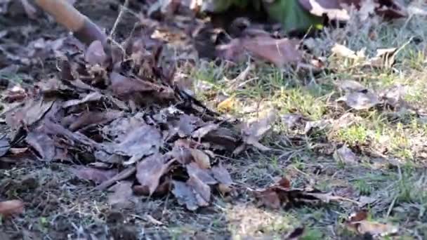 Rastrillar Viejas Hojas Secas Del Césped — Vídeos de Stock