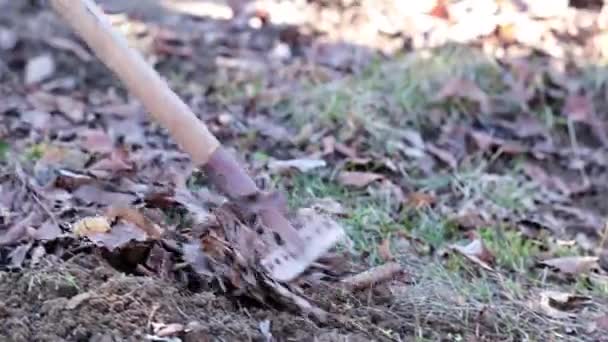 Raking Velhas Folhas Secas Gramado — Vídeo de Stock