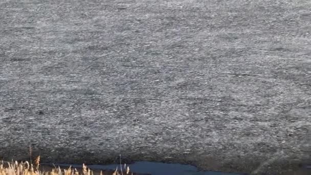 Річкові Рослини Березі Ставка Вкритого Льодом — стокове відео