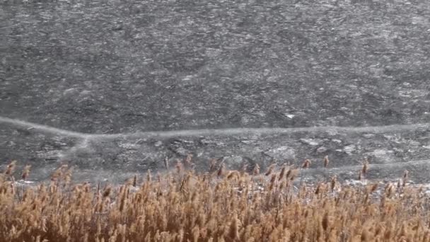 氷で覆われた池の岸に川の植物 — ストック動画