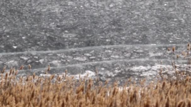 Plantes Fluviales Sur Rivage Étang Recouvert Glace — Video