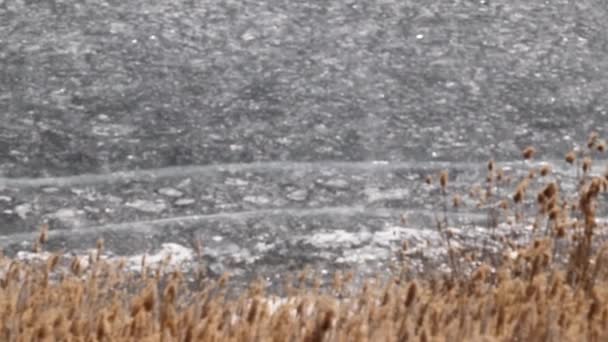 池塘岸边的河流植物被冰覆盖 — 图库视频影像