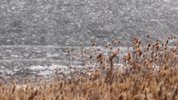 Plantes Fluviales Sur Rivage Étang Recouvert Glace — Video