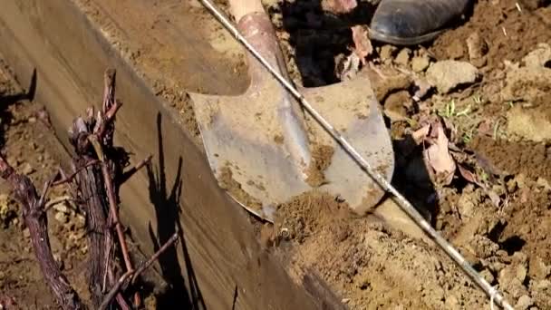 Het Graven Van Tuin Aarde Met Een Agrarische Schop — Stockvideo