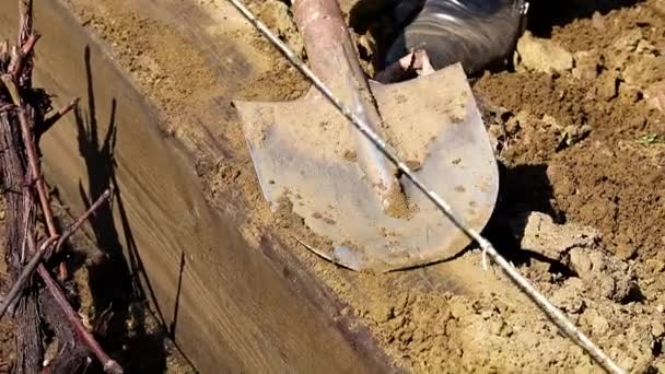 Het Graven Van Tuin Aarde Met Een Agrarische Schop — Stockvideo