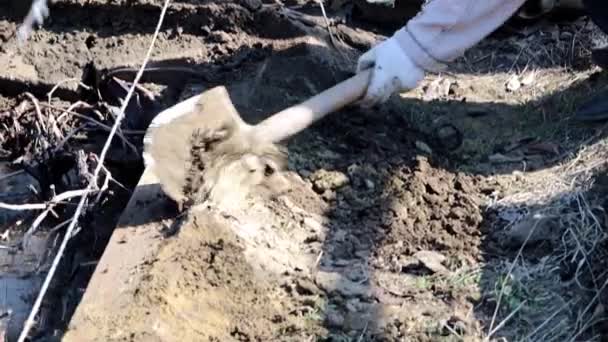 Het Graven Van Tuin Aarde Met Een Agrarische Schop — Stockvideo