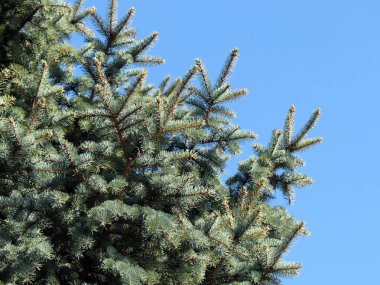 güzel genç çam dalları açık gökyüzü arka planı 