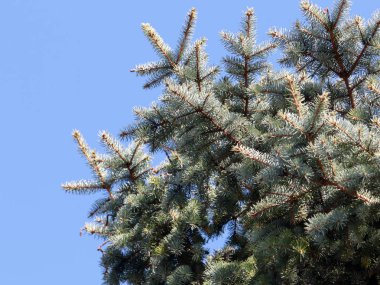 güzel genç çam dalları açık gökyüzü arka planı 