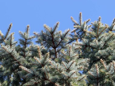 güzel genç çam dalları açık gökyüzü arka planı 