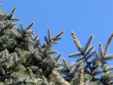 güzel genç çam dalları açık gökyüzü arka planı 