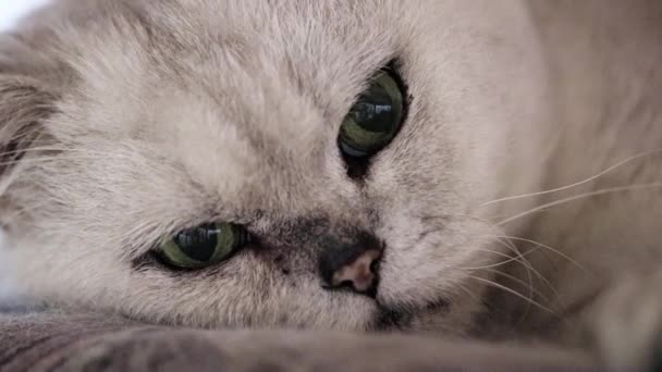 Uppmärksamma Utseendet Ögonen Grå Gammal Katt — Stockvideo