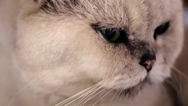 Mirada Atenta Los Ojos Viejo Gato Gris — Vídeo de stock