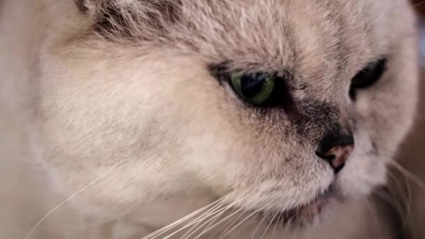 Mirada Atenta Los Ojos Viejo Gato Gris — Vídeos de Stock