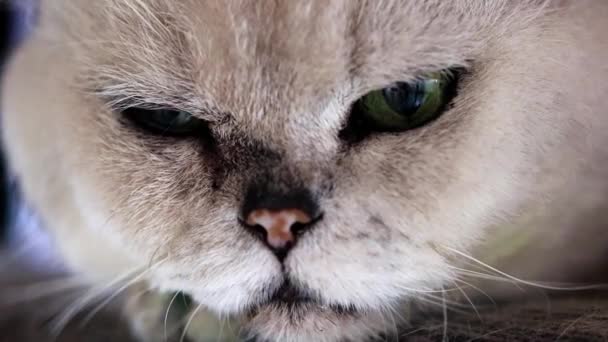 Pozorný Pohled Očí Šedivá Stará Kočka — Stock video