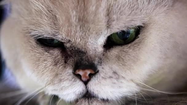 Regard Attentif Des Yeux Vieux Chat Gris — Video