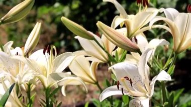 Güzel Bahçe çiçekleri lily'nın bahçesinde