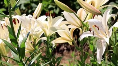 Güzel Bahçe çiçekleri lily'nın bahçesinde