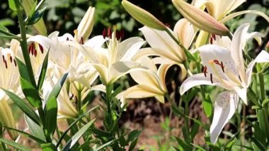 Güzel Bahçe çiçekleri lily'nın bahçesinde