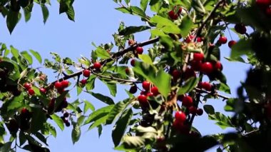 güzel olgun meyve çilek kiraz bir bahçe ağaç dalları üzerinde