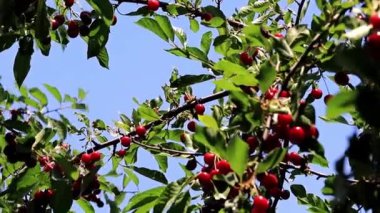 güzel olgun meyve çilek kiraz bir bahçe ağaç dalları üzerinde