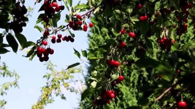güzel olgun meyve çilek kiraz bir bahçe ağaç dalları üzerinde