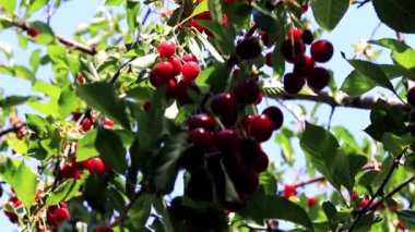 güzel olgun meyve çilek kiraz bir bahçe ağaç dalları üzerinde