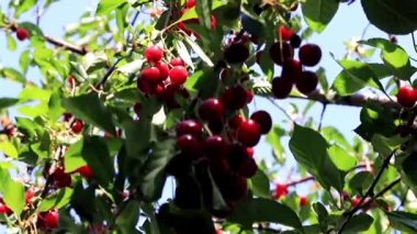 güzel olgun meyve çilek kiraz bir bahçe ağaç dalları üzerinde