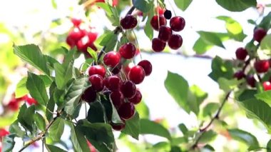 güzel olgun meyve çilek kiraz bir bahçe ağaç dalları üzerinde