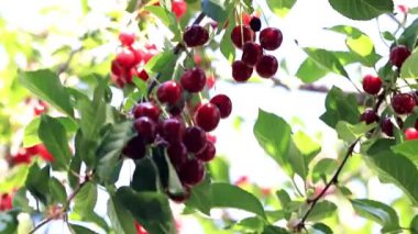 güzel olgun meyve çilek kiraz bir bahçe ağaç dalları üzerinde