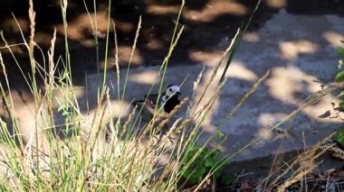 çimlerin üstünde güzel yabani kuş Kuyruksallayan