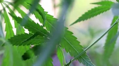 yeşil yaprakları ve koniler yabani kenevir