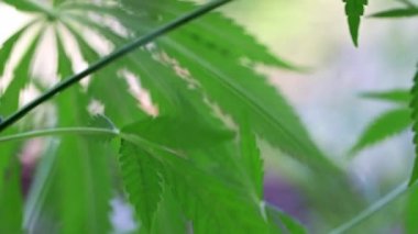 yeşil yaprakları ve koniler yabani kenevir