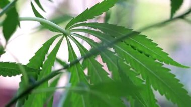 yeşil yaprakları ve koniler yabani kenevir