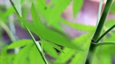 yeşil yaprakları ve koniler yabani kenevir