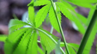 yeşil yaprakları ve koniler yabani kenevir