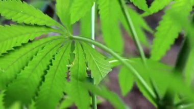 yeşil yaprakları ve koniler yabani kenevir