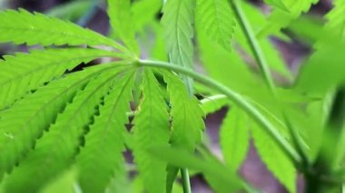 yeşil yaprakları ve koniler yabani kenevir