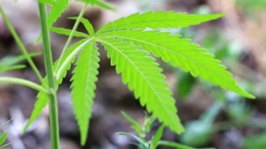 yeşil yaprakları ve koniler yabani kenevir