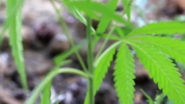 yeşil yaprakları ve koniler yabani kenevir