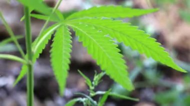 yeşil yaprakları ve koniler yabani kenevir