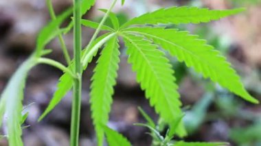 yeşil yaprakları ve koniler yabani kenevir