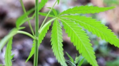 yeşil yaprakları ve koniler yabani kenevir
