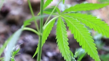 yeşil yaprakları ve koniler yabani kenevir