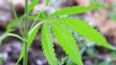 yeşil yaprakları ve koniler yabani kenevir