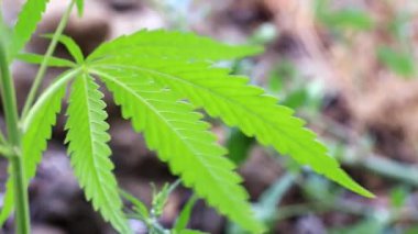 yeşil yaprakları ve koniler yabani kenevir