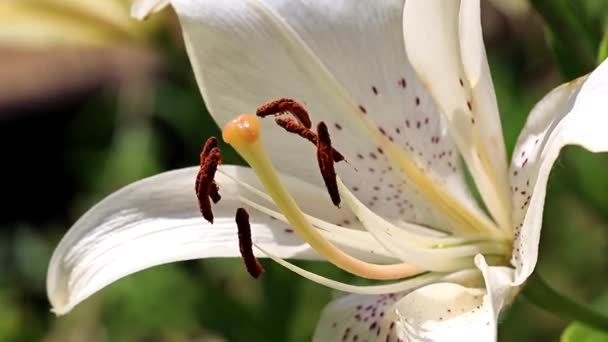 Vacker Trädgård Blommor Lily Gräsmattan — Stockvideo