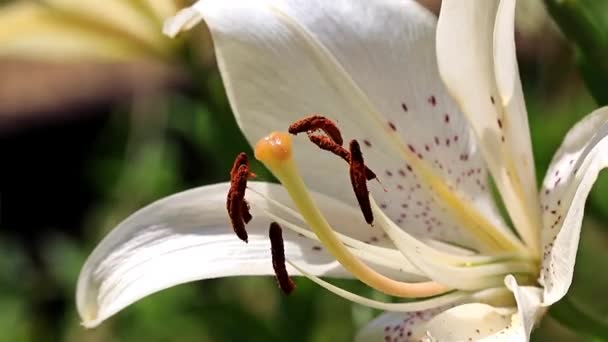 Schöne Gartenblumen Lilie Auf Dem Rasen — Stockvideo